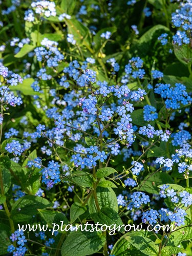 Siberian Bugloss (Brunnera macrophylla)
Lots of blue flowers seem to float in the air.